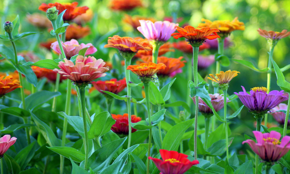 My Neighbor’s Garden Is Taking Over My Yard