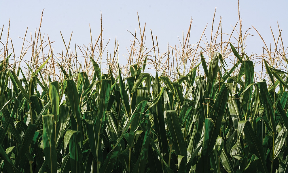 field of corn